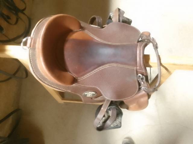 Bareback  Guy Quentin  15.5" - 2023