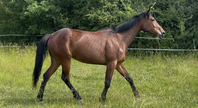 Cavalla Trottatore Francese In vendita 2018 Baio