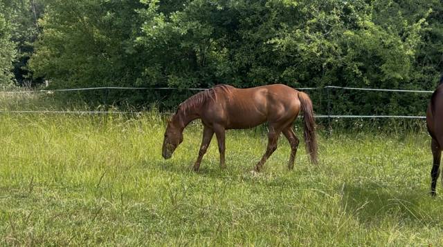 Cavalla Trottatore Francese In vendita 2015 Sauro