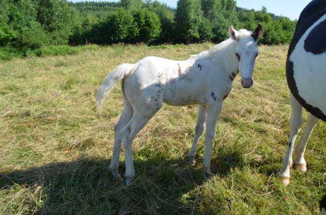 Puledro Cavallo da Sella In vendita 2025 Tovero