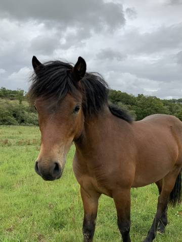 Stallone Dartmoor In vendita 2024 Baio