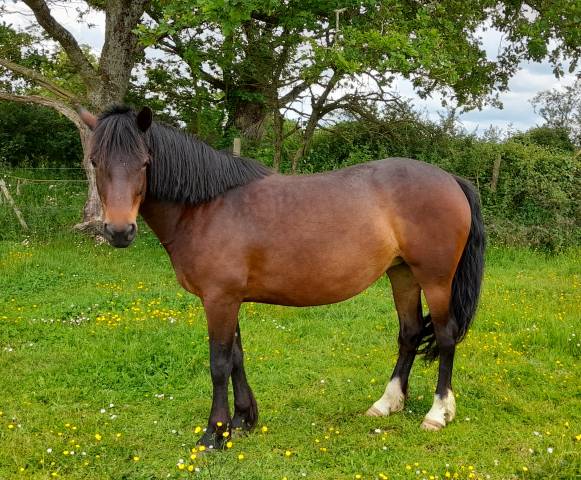 Cavalla Connemara In vendita 2019 Baio ,  TITUS DE LIAF