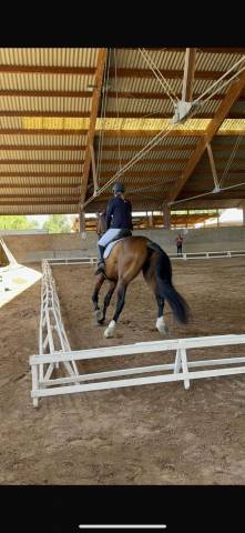 Cavallo olandese C