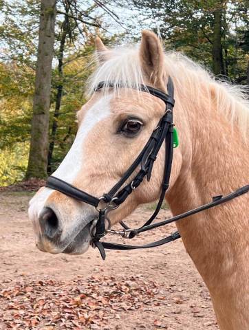Castrone Welsh Poney (Sezione B) In vendita 2014 Palomino