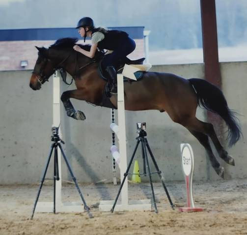 Castrone Pony da Sella Belgio In vendita 2015 Baio