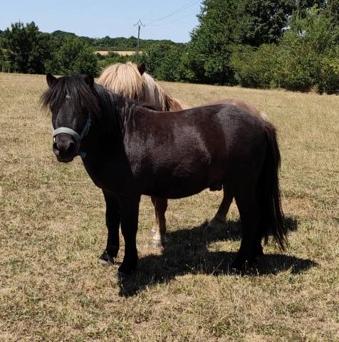 Intero Shetland In vendita 2023 Nero ,  VICKING COMMANDERIE