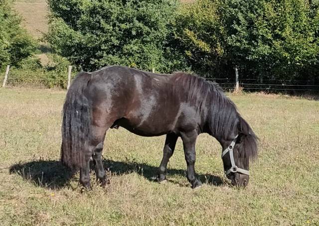 Intero Shetland In vendita 2023 Nero ,  VICKING COMMANDERIE