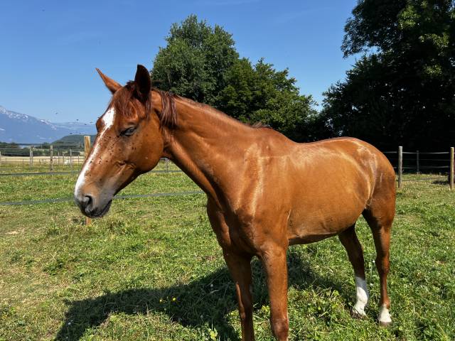 Castrone Sella Francese In vendita 2014 Sauro