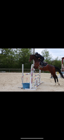Cavalla BWP Cavallo da Sangue Belgio In vendita 2012 Baio