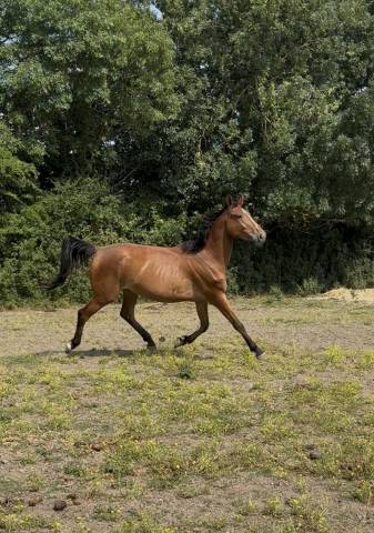 Cavalla Sella Francese In vendita 2022 Baio ,  Stakkatol