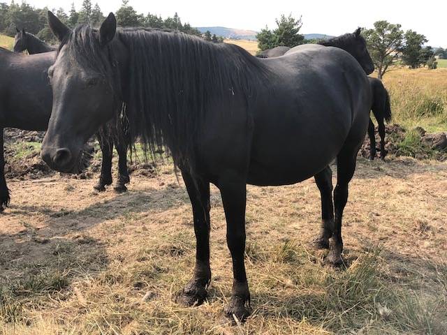 Cavalla Mérens In vendita 2019 Nero