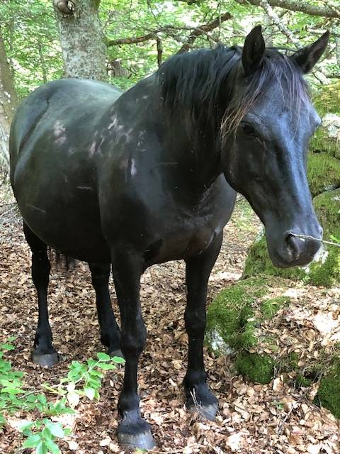 Cavalla M&eacute;rens In vendita 2019 Nero