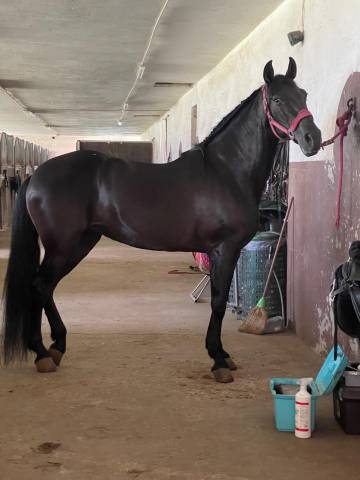 Cavalla andalusa