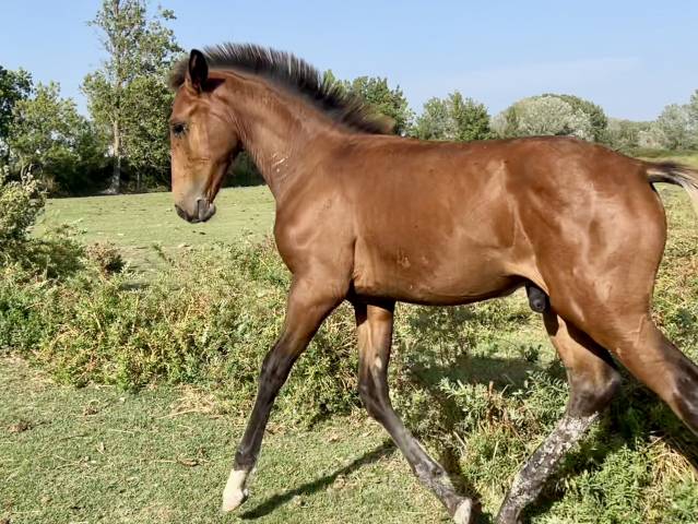 Puledro Lusitano In vendita 2025 Baio ,  Berlioz