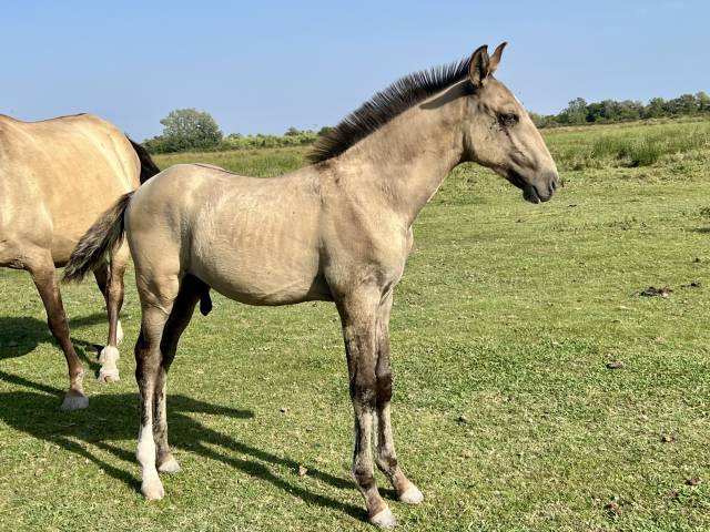 Puledro Lusitano In vendita 2025 Isabella ,  Neron