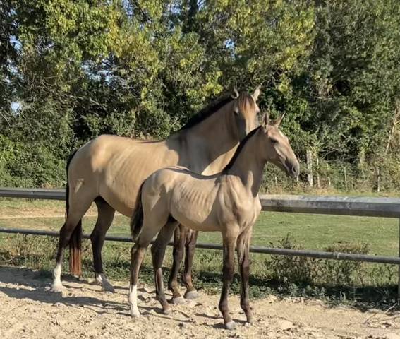 Puledro Lusitano In vendita 2025 Isabella ,  Neron
