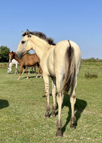 Puledro Lusitano In vendita 2025 Dun ,  Berlioz