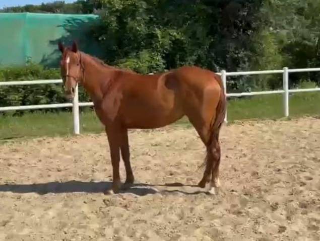FOR SALE  3-YO  ITALIAN SPORT HORSE FILLY JUMPING LINE