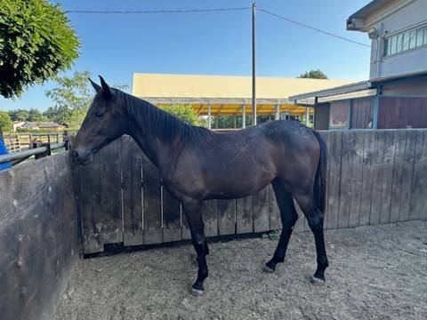 ALLEVAMENTO FANDANGO VENDE PULEDRI DA SALTO 