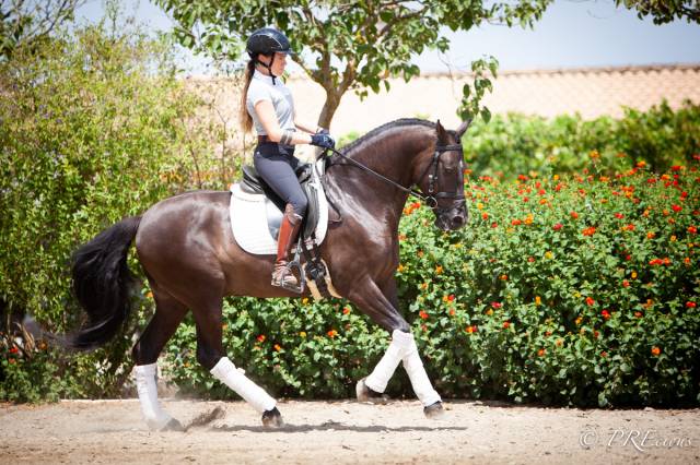 Castrone PRE Andaluso In vendita 2019 Nero ,  MONITOR DE LA ESPADA