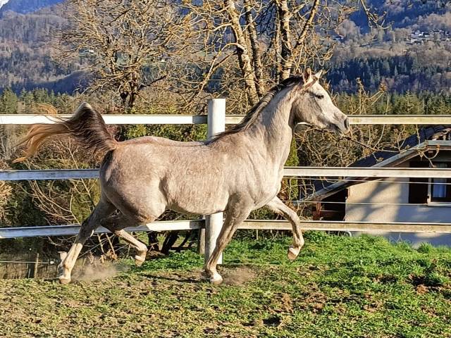 Puledra Arabo In vendita 2022 Grigio ,  WAHAJ ALBIDAYER