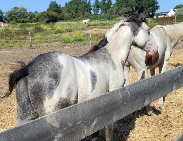 Puledro Origine non conosciuta  In vendita 2024 Overo
