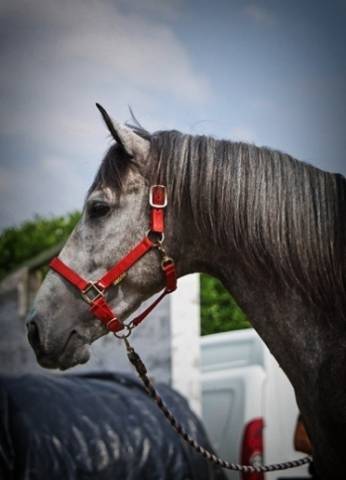 CAVALLO P.R.E. 6 ANNI