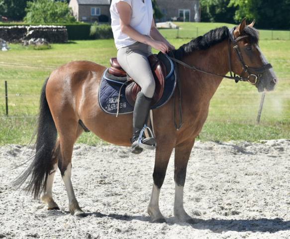 Castrone Origine non conosciuta  In vendita 2019 Baio
