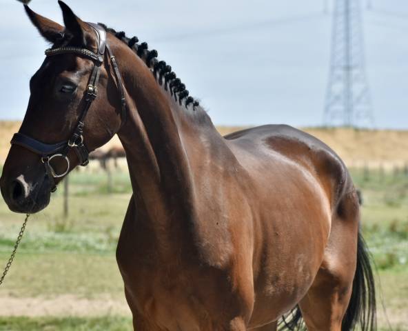 Castrone Cavallo da Sport Germano In vendita 2016 Baio scuro