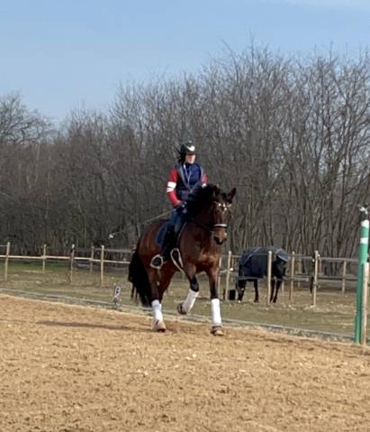 Cavalla 8 anni Dressage e passeggiate 