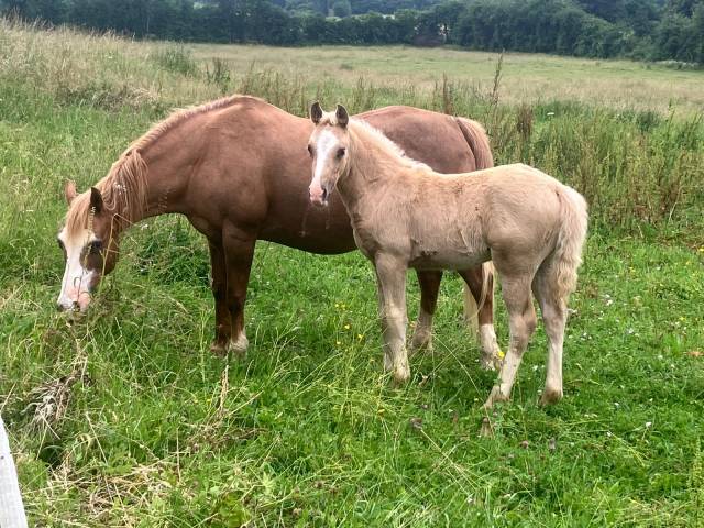 Puledra PFS Pony Francese da Sella In vendita 2025 Palomino