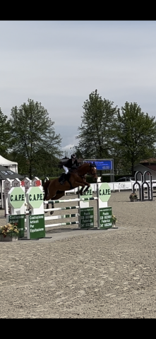 Vendita cavallo di 19 anni