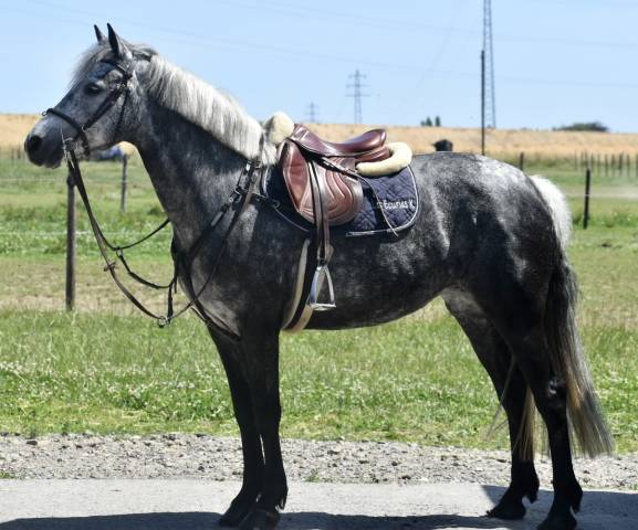 Cavalla Origine Non Constatata In vendita 2019 Grigio