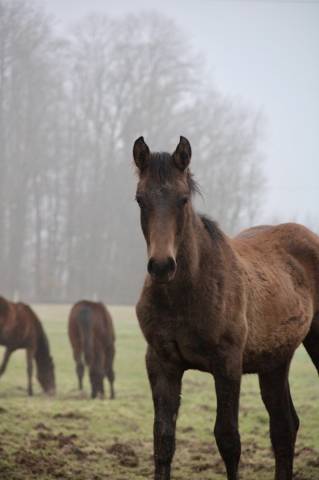Puledro Origine non conosciuta  In vendita 2025 Baio scuro ,  TOEMME DE REGOR Z