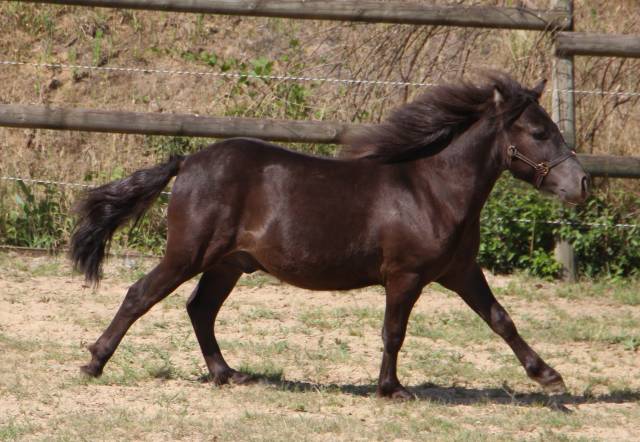 Puledro Shetland In vendita 2024 Nero ,  ICARE DE CABUE