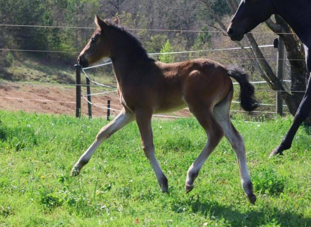 Puledra PFS Pony Francese da Sella In vendita 2025 Baio