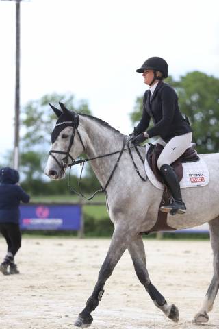 Fattrice Sella Francese In vendita 2018 Grigio ,  Clarimo