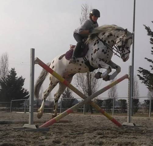 Cavallo da salto 