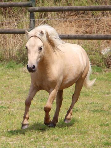 Castrone Shetland In vendita 2022 Palomino ,  HIP HIP HIP DES ISLES