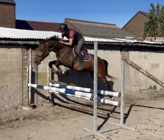 Cavalla KWPN Cavallo da Sport Neerlandese In vendita 2021 Baio