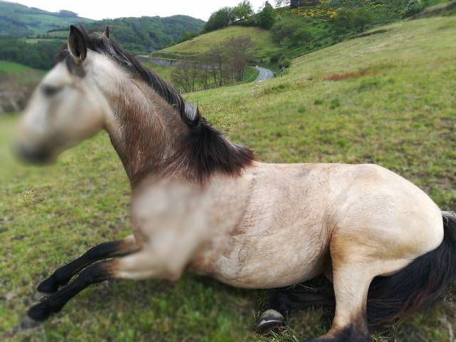 Cavalla Lusitano In vendita 2016 Isabella ,  TENOR DE LA COMBE
