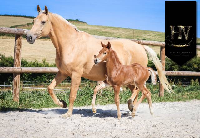 Puledra KWPN Cavallo da Sport Neerlandese In vendita 2025 Sauro brulé ,  VITALIS