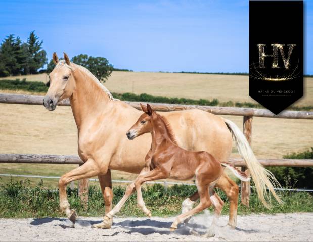 Puledra KWPN Cavallo da Sport Neerlandese In vendita 2025 Sauro brulé ,  VITALIS