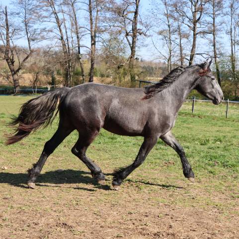Puledra Arabo Frisone In vendita 2023 Grigio