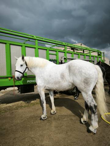 Cavalla Percheron In vendita 2019 Bianco