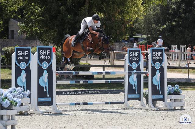Cavalla Sella Francese In vendita 2019 Baio