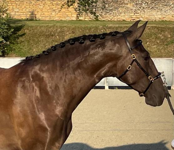 Cavalla Lusitano In vendita 2020 Nero ,  Fuego FG