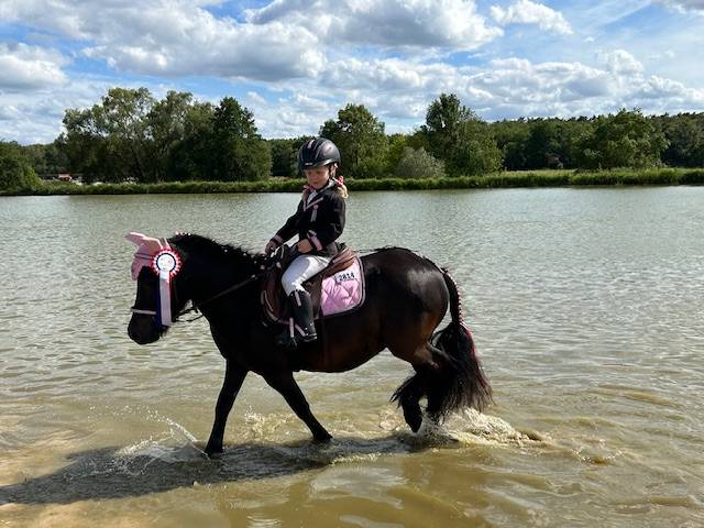 Cavalla Shetland In vendita 2019 Baio scuro