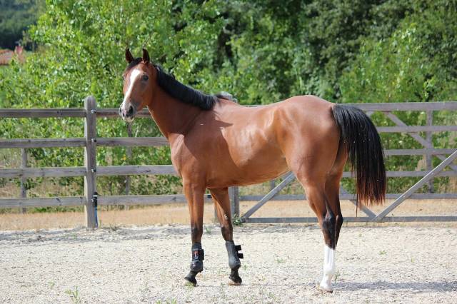 4 anni femmina super saltatrice