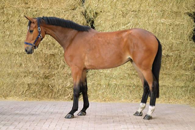 Cavalla BWP Cavallo da Sangue Belgio In vendita 2022 Baio ,  Gin Flip de Muze Z